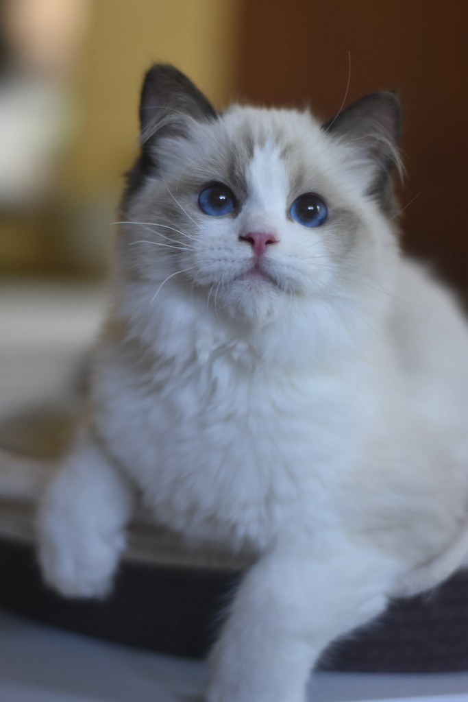 images/AvailableKittens/Stan website.JPG